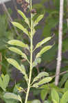 Blue wild indigo